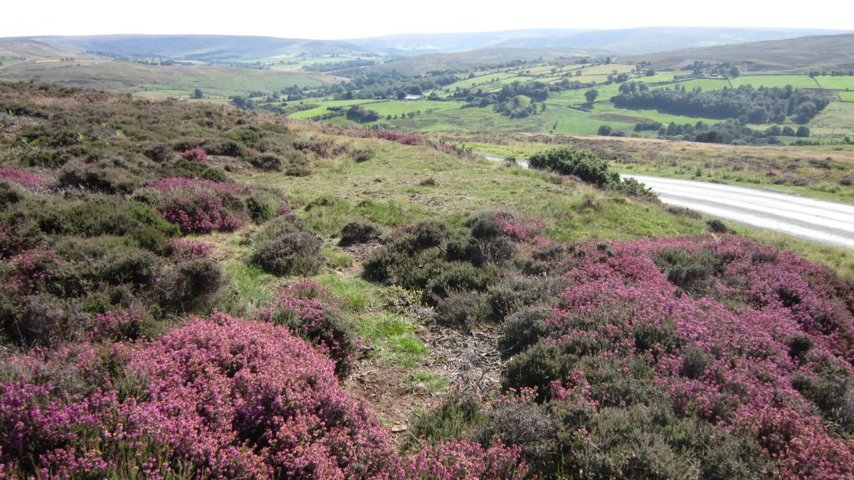 North York Moors Scenery